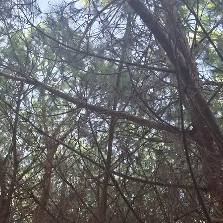 Pine 2 1 Διαμέρισμα