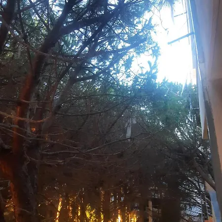 Pine 2 1 * Golem (Tirana)