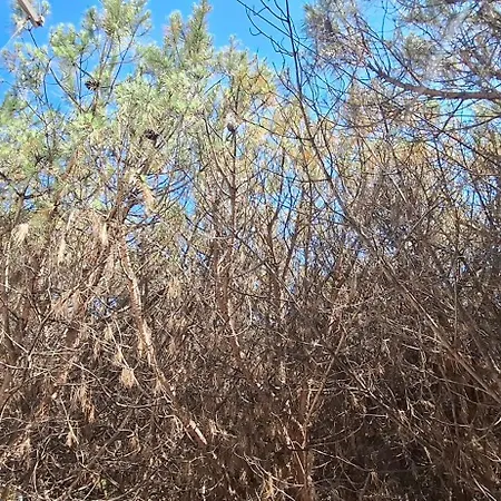 Appartamento Pine 2 1