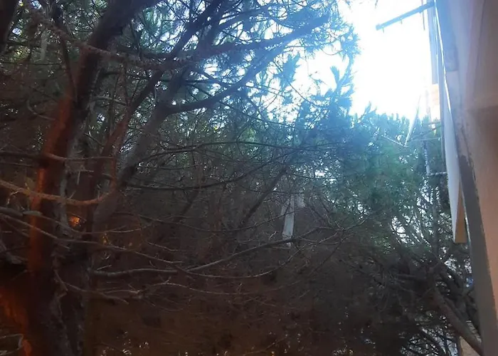 Pine 2 1 * Golem (Tirana)